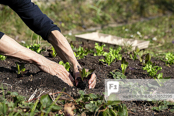 Hands of man planting lettuce seedlings in vegetable garden