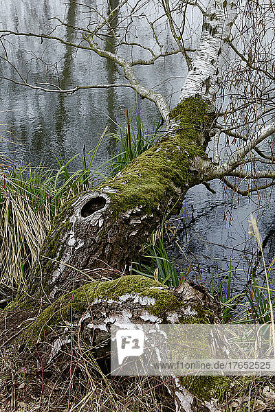 Moss-covered tree growing sideways over lakeshore in early spring
