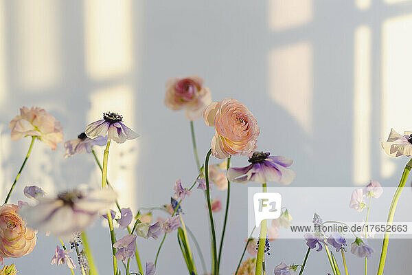 Multi colored flowers in front of white wall