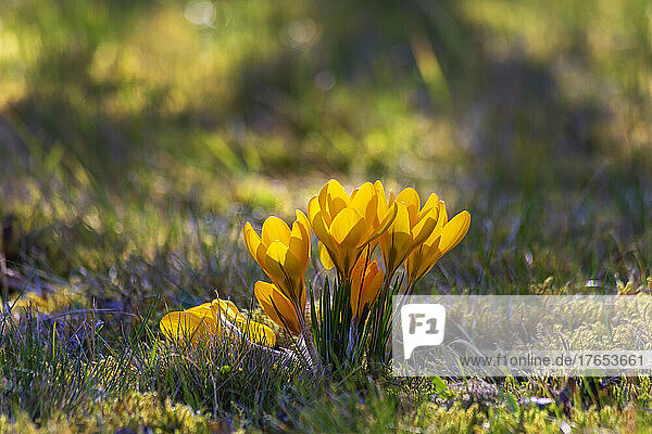 Yellow crocus flowers blooming in spring