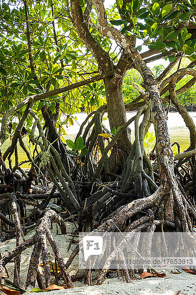 Wurzeln von Mangrovenbäumen wachsen am afrikanischen Strand