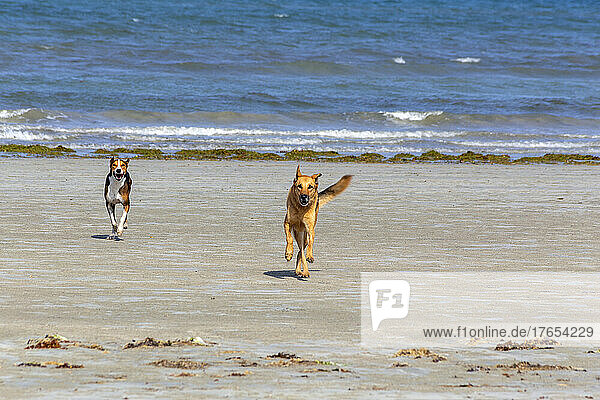 Dogs running in front of sea at beach on sunny day