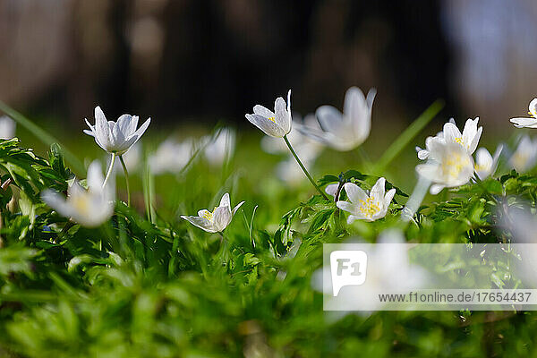 Wood anemones (Anemone Nemorosa) blooming in early spring