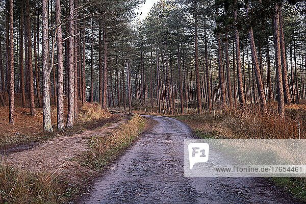 UK  Wales  Empty dirt road in Newborough Forest at dusk