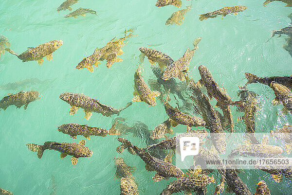 Shoal of carps swiming in crystal clear waters of a mountain lake.