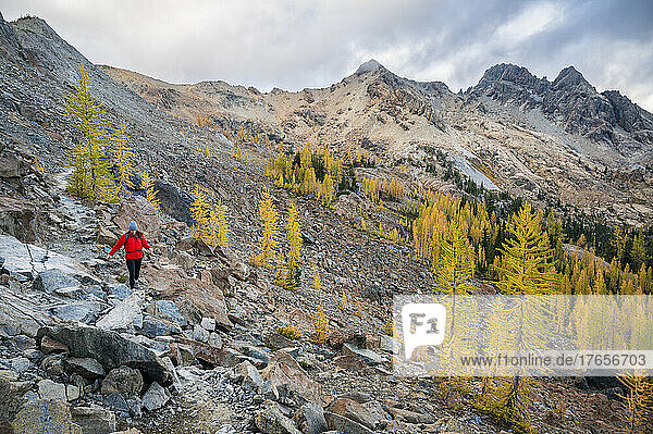 Female hiking in a rugged basin of golden larches in the fall