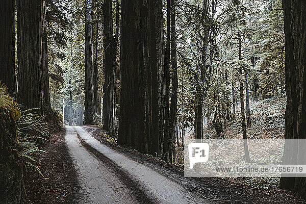 dirt road through redwood forest  Crescent City  California