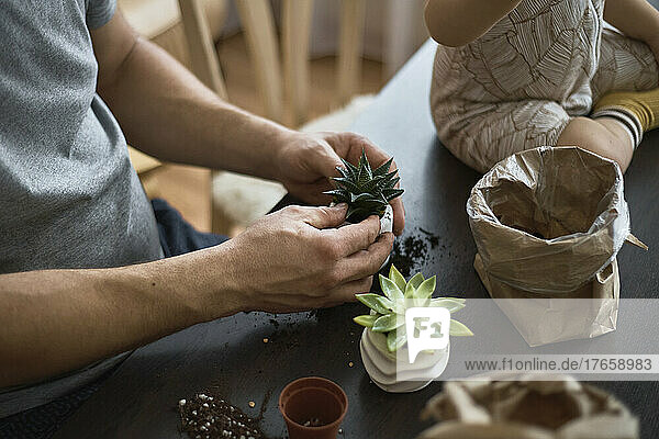 The man transplants a succulent into a new pot