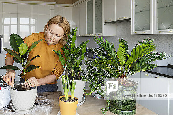 A nice woman plants a ficus houseplant.