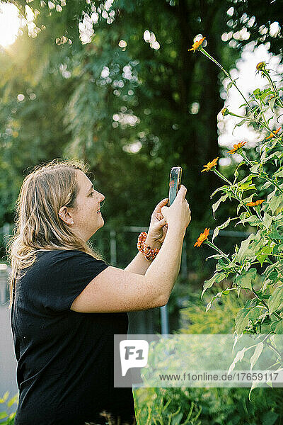 woman organic grower taking cell phone photo of mexican sunflower