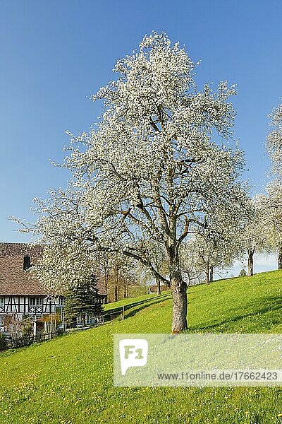 Blühende Birnbäume neben einem Bauernhaus im Frühling in blühender Wiese auf dem Hirzel im Kanton Zürich  Schweiz  Europa