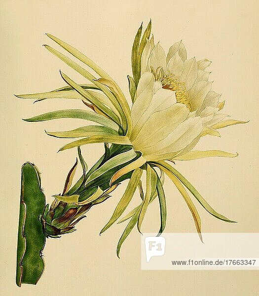 Kaktus  Kakteen (Hylocereus undatus)  digital restaurierte Reproduktion einer Originalvorlage aus dem 19. Jahrhundert  genaues Originaldatum nicht bekannt