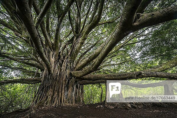 Bengalischer Feigenbaum (Ficus benghalensis)  Banyan-Tree  Haleakala Nationalpark  Maui  Hawaii  USA  Nordamerika