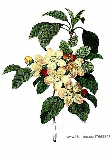 Blüten des Apfel  Apfelbaum  Apfelblüten  digitale Reproduktion einer Originalvorlage aus dem 18. Jahrhundert  Originaldatum nicht bekannt