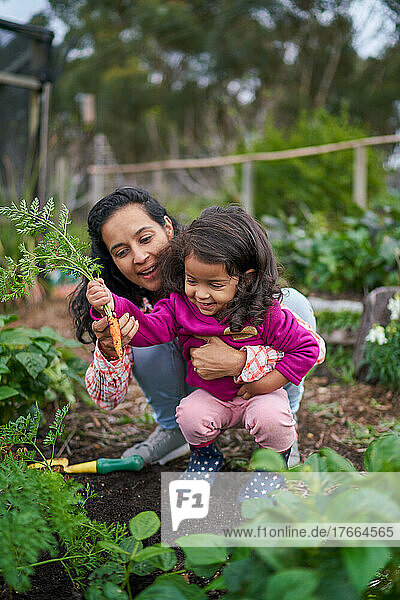 Mutter und kleine Tochter ernten Karotten im Garten