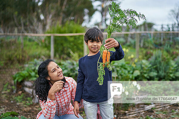 Mutter und Sohn ernten Karotten im Gemüsegarten