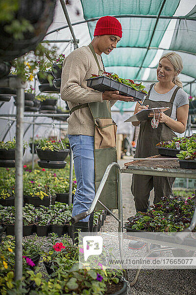 Plant nursery workers inspecting plants in greenhouse