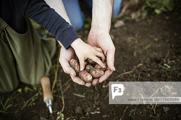 Close up hands holding harvested fingerling potatoes
