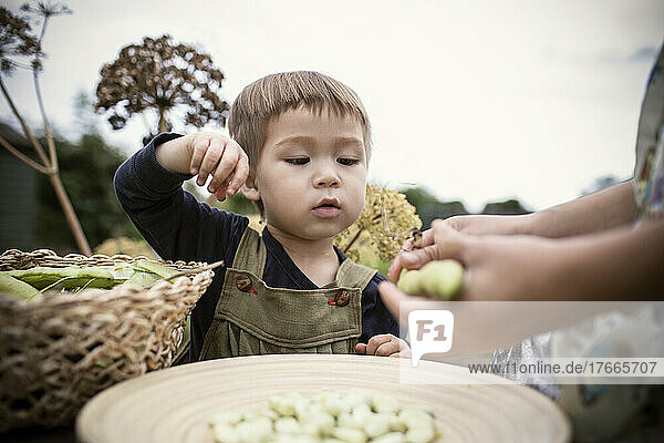 Curious boy shelling beans with mother