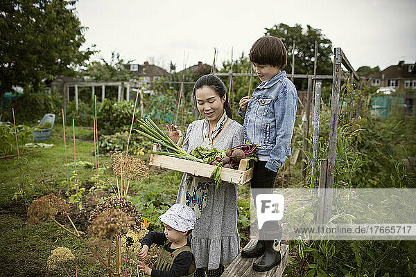 Mother and sons harvesting vegetables in garden