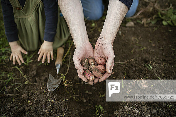 Close up hands cupping fresh harvested fingerling potatoes