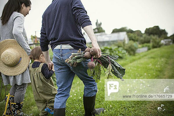 Family harvesting vegetables and walking in garden