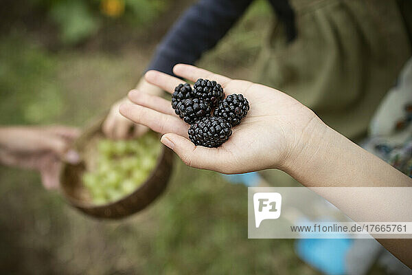 Close up hand holding fresh blackberries
