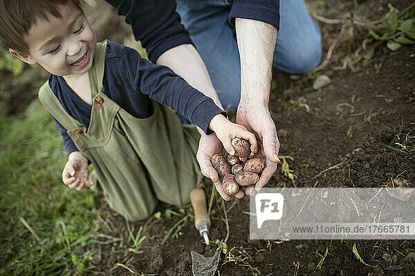 Father and cute toddler son harvesting fingerling potatoes