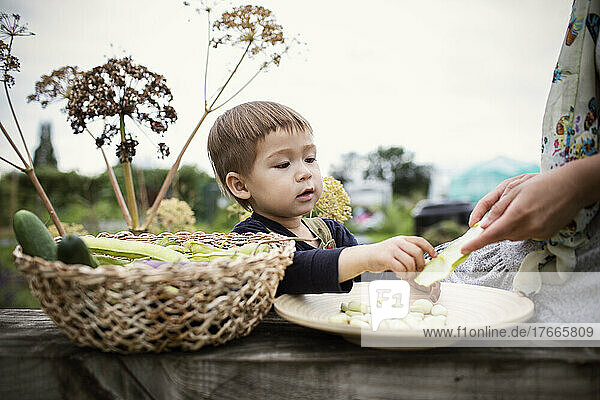 Toddler boy shelling butter beans in garden