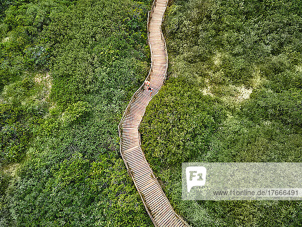 Aerial view couple walking on wooden boardwalk among green trees