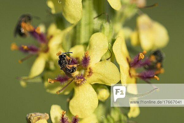 Sweat bee (Lasioglossum) collecting pollen from black dark mullein (Verbascum nigrum)  Solothurn  Switzerland  Europe