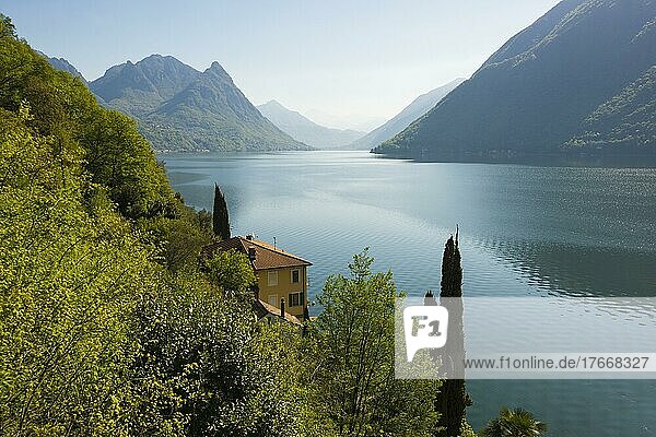 Häuser und Zypressen am See  Gandria  Lugano  Luganer See  Lago di Lugano  Tessin  Schweiz  Europa