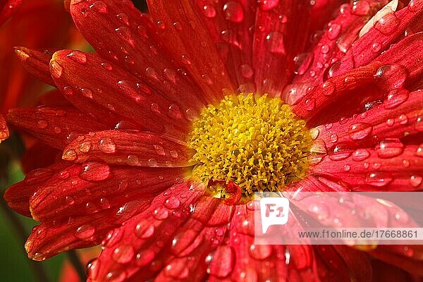 Gerbera flower close up with water droplets on petals