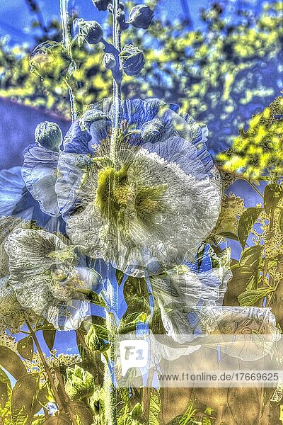 Blumen kreativ  künstlerische Aufnahme  Strauch-Eibisch (Hibiscus syriacus)  weiße Blüte verfremdet  Blütenmix  Pflanzen  duftig  Deutschland  Europa
