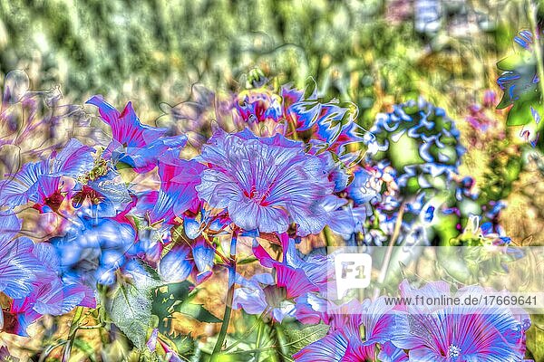 Blumen kreativ  künstlerische Aufnahme  Hibiskus (Hibiscus)  rosa  blaue Blüten verfremdet  Blütenmix  Pflanzen  duftig  Deutschland  Europa