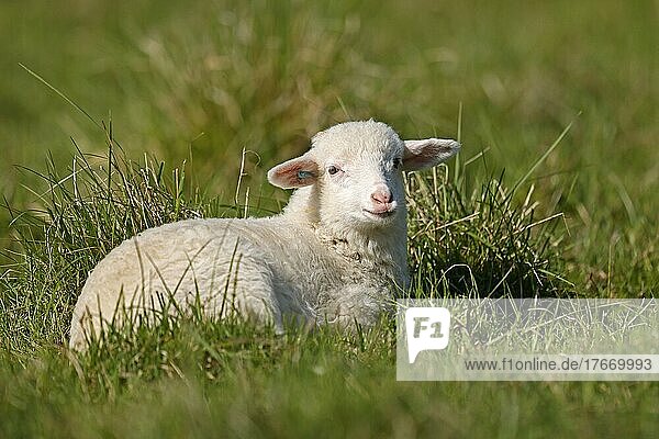 Waldschaf (Landschafrasse) (domestic sheep breed) lamb on a pasture  Germany  Europe