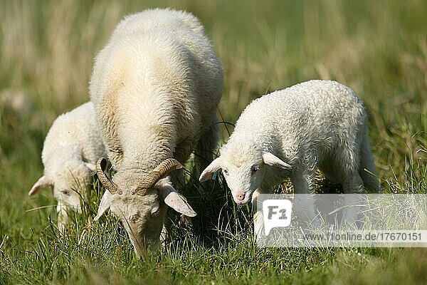 Waldschaf (Landschafrasse) (domestic sheep breed) Mother sheep with lambs on a pasture  Germany  Europe