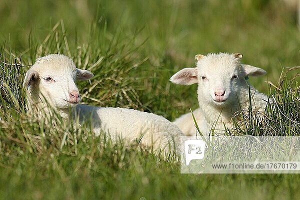 Waldschaf (Landschafrasse) (domestic sheep breed) lambs on a pasture  Germany  Europe