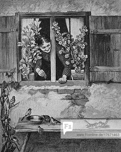 Mädchen bei Füttern von Vögeln  streut vom Fenster Futter heraus  1888  Deutschland  Historisch  digitale Reproduktion einer Originalvorlage aus dem 19. Jahrhundert  Europa