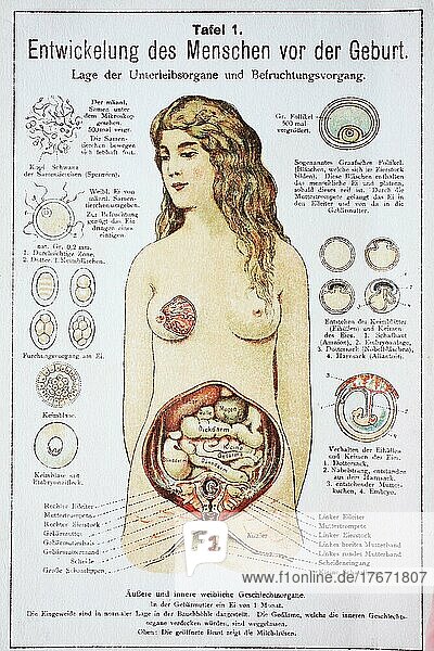 Entwicklung des Menschen vor der Geburt in der Frau  Historisch  digitale Reproduktion einer Originalvorlage aus dem 19. Jahrhundert