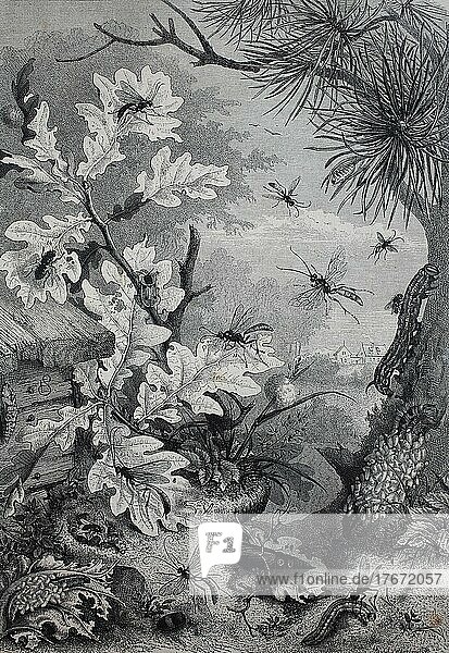 Raupen vernichten Insekten auf einer Eiche  History  digitale Reproduktion einer Originalvorlage aus dem 19. Jahrhundert