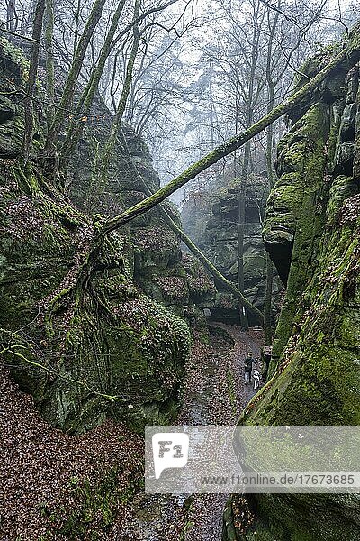 Woman with dogs on the Mullerthal Trail  hiking trail through wild rocky landscape with sandstone rocks in the fog  Little Luxembourg Switzerland  Mullerthal or Mullerthal  German-Luxembourg nature Park  Grand Duchy of Luxembourg