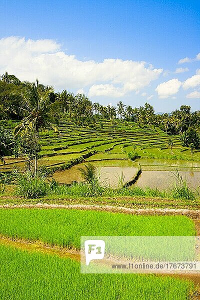 Green rice terraces on Bali island