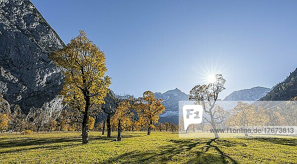 Panorama  Karwendel  Sonnenstern  Großer Ahornboden im Herbst  Gelber Bergahorn  Rißtal in der Eng  Tirol  Österreich  Europa