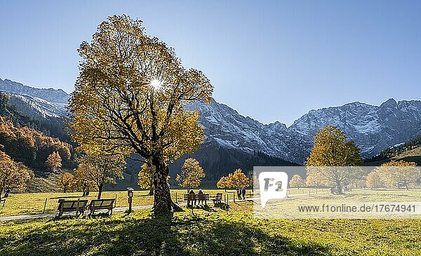 Sonnenstern  Karwendel und großer Ahornboden im Herbst  Gelber Bergahorn  Rißtal in der Eng  Tirol  Österreich  Europa
