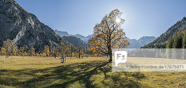 Panorama  Sonnenstern  Karwendel  Großer Ahornboden im Herbst  Gelber Bergahorn  Rißtal in der Eng  Tirol  Österreich  Europa