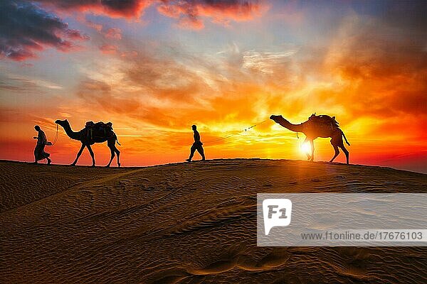 Indian cameleers (camel driver) bedouin with camel silhouettes in sand dunes of Thar desert on sunset Caravan in Rajasthan travel tourism background safari adventure Jaisalmer  Rajasthan  India
