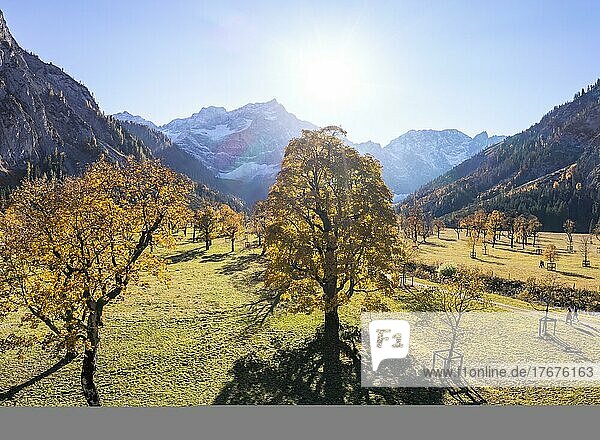 Karwendel  Luftaufnahme  Großer Ahornboden im Herbst  Gelber Bergahorn  Rißtal in der Eng  Tirol  Österreich  Europa