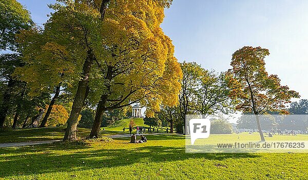 Autumn trees with yellow foliage  Monopteros  English Garden  Munich  Upper Bavaria  Bavaria  Germany  Europe