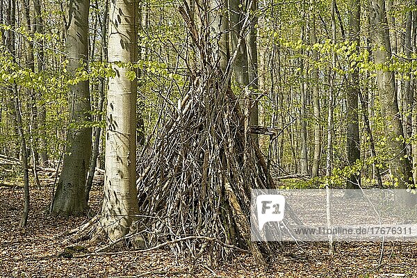 Tipi im Wald  Unterschlupf aus Ästen und Zweigen  Wald  Ellenberg  Kappeln  Schleswig-Holstein  Deutschland  Europa